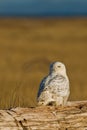 Snowy Owl (Bubo scandiacus).